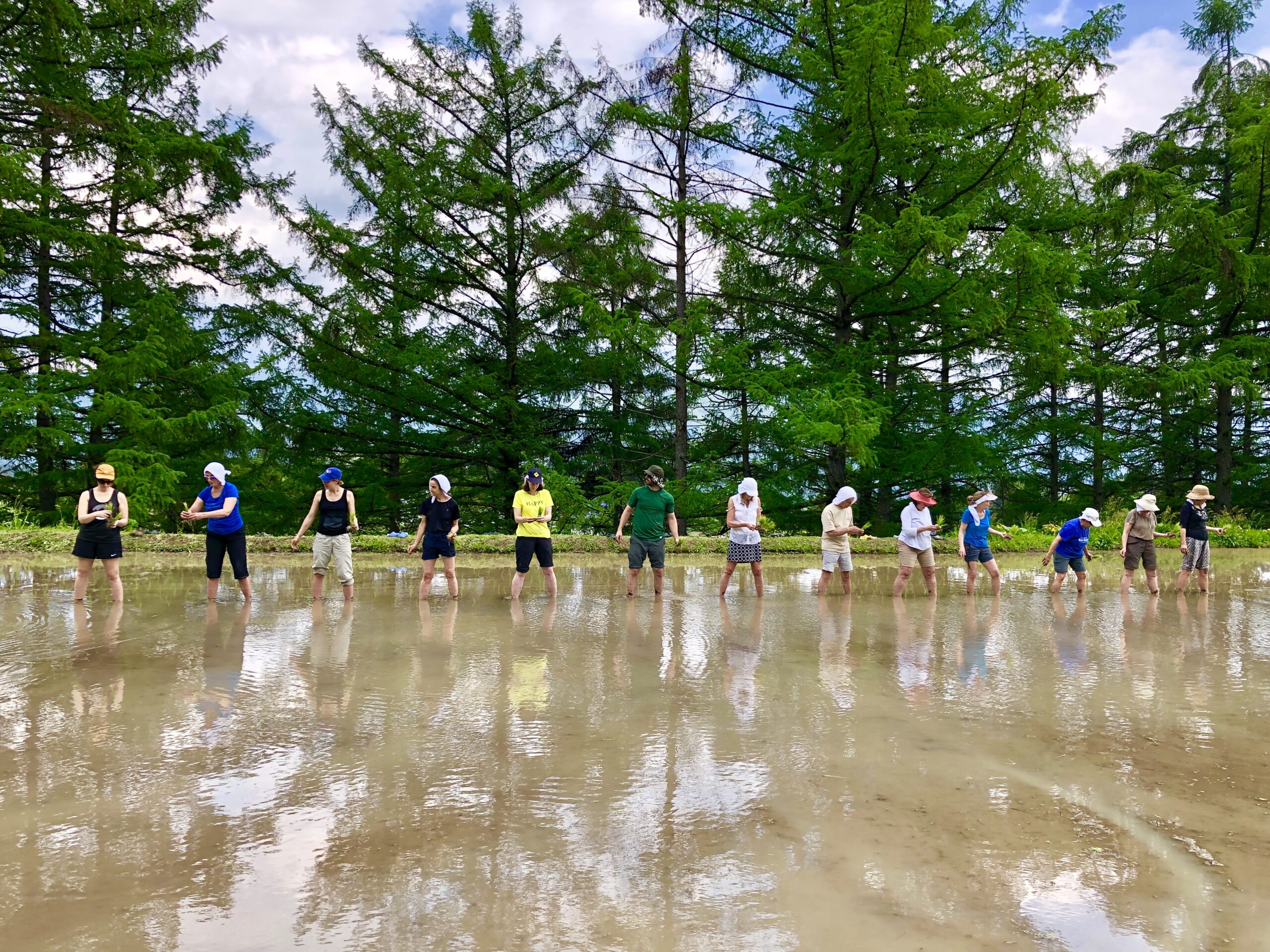 Some of our team and clients planting rice during a visit to Japan
